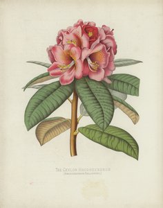 The Ceylon Rhododendron by English School